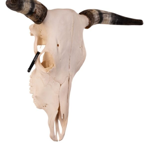 Real Longhorn Skull

28899 - Image 2