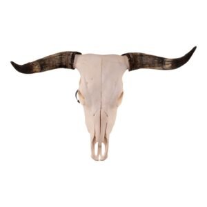 Real Longhorn Skull - Pathology

28894