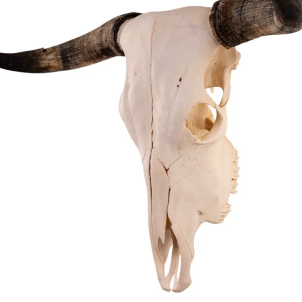 Real Longhorn Skull - Pathology

28894 - Image 2