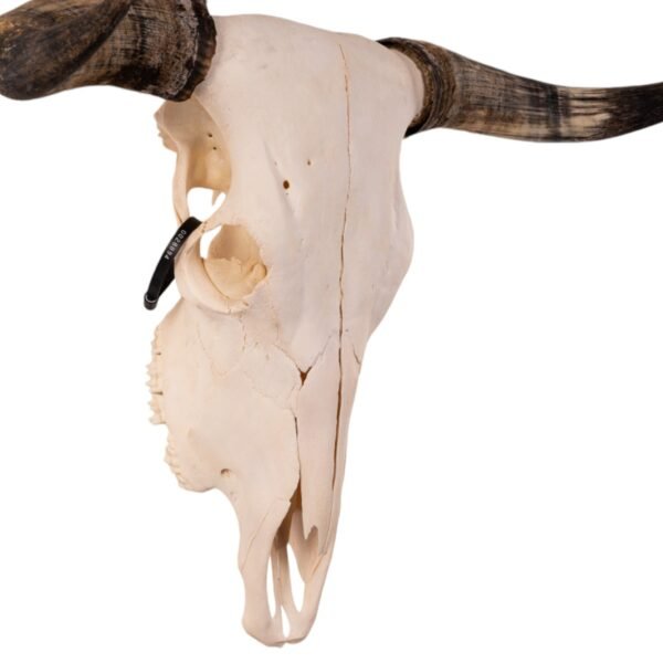 Real Longhorn Skull - Pathology

28894 - Image 3