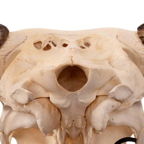 Real Longhorn Skull - Pathology

28894 - Image 4