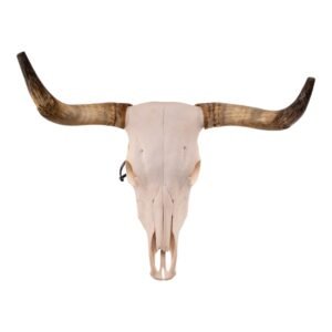 Real Longhorn Skull

28893