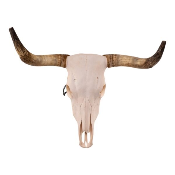 Real Longhorn Skull

28893