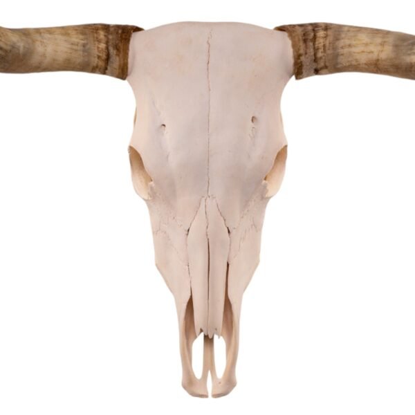 Real Longhorn Skull

28893 - Image 4