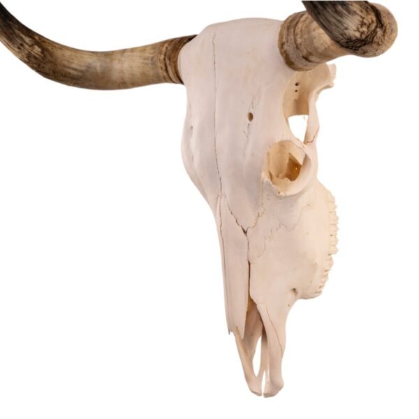 Real Longhorn Skull

28893 - Image 3