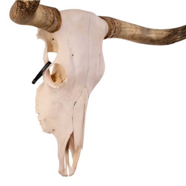 Real Longhorn Skull

28893 - Image 2