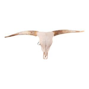 Real Longhorn Skull

28900