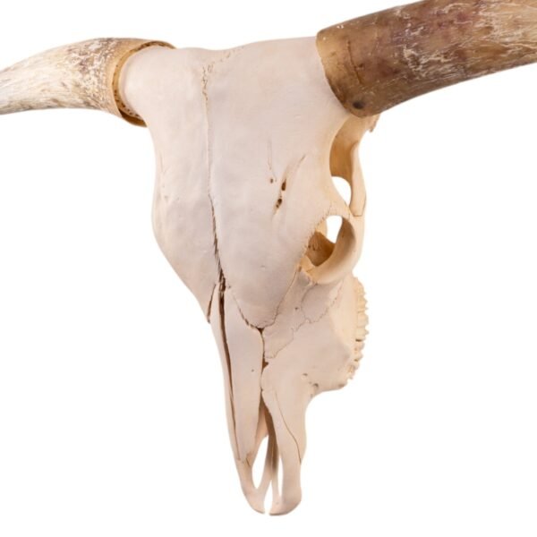 Real Longhorn Skull

28900 - Image 3