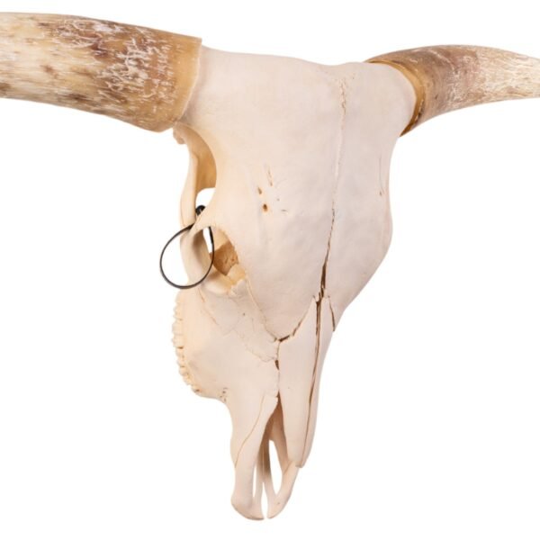 Real Longhorn Skull

28900 - Image 2
