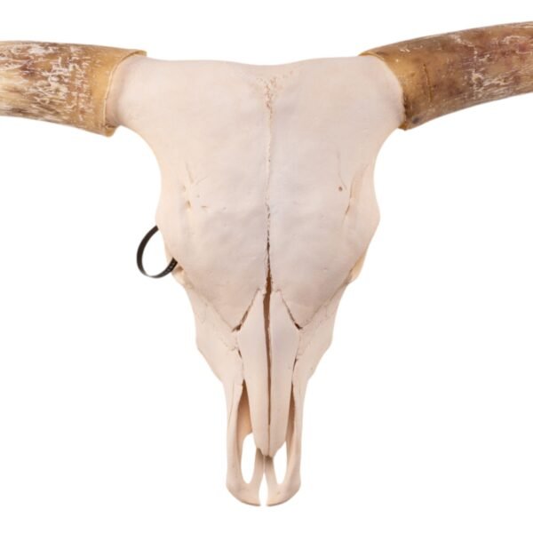 Real Longhorn Skull

28900 - Image 4
