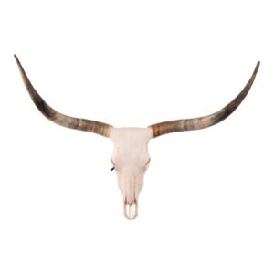 Real Longhorn Skull

2416