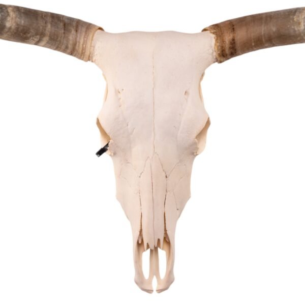 Real Longhorn Skull

2416 - Image 4