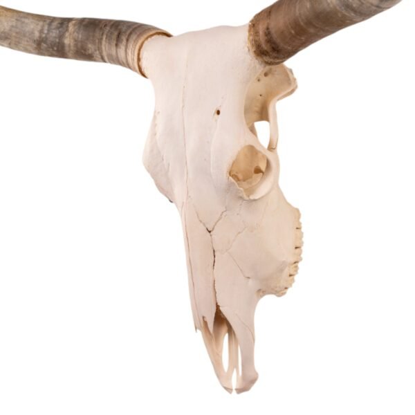 Real Longhorn Skull

2416 - Image 3