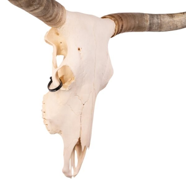 Real Longhorn Skull

2416 - Image 2