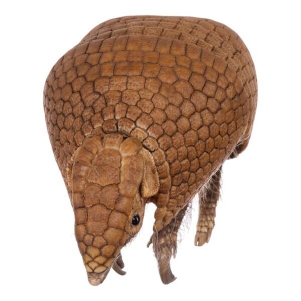 Three-banded Armadillo - Freeze-dried

-31679