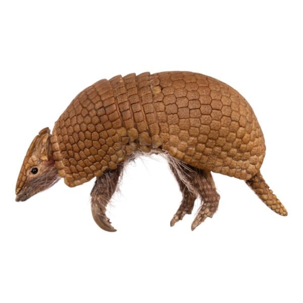 Three-banded Armadillo - Freeze-dried

-31679 - Image 2