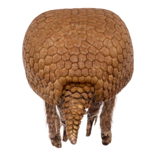 Three-banded Armadillo - Freeze-dried

-31679 - Image 4