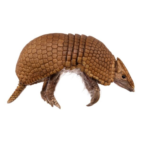 Three-banded Armadillo - Freeze-dried

-31679 - Image 3