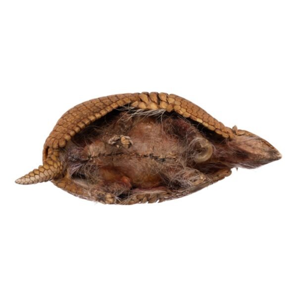 Three-banded Armadillo - Freeze-dried

-31679 - Image 6