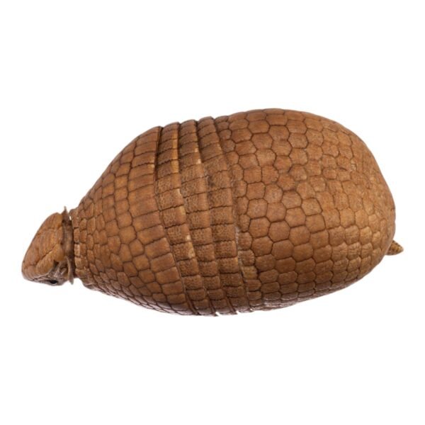 Three-banded Armadillo - Freeze-dried

-31679 - Image 5