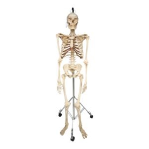 Skeleton - Articulated

30237
