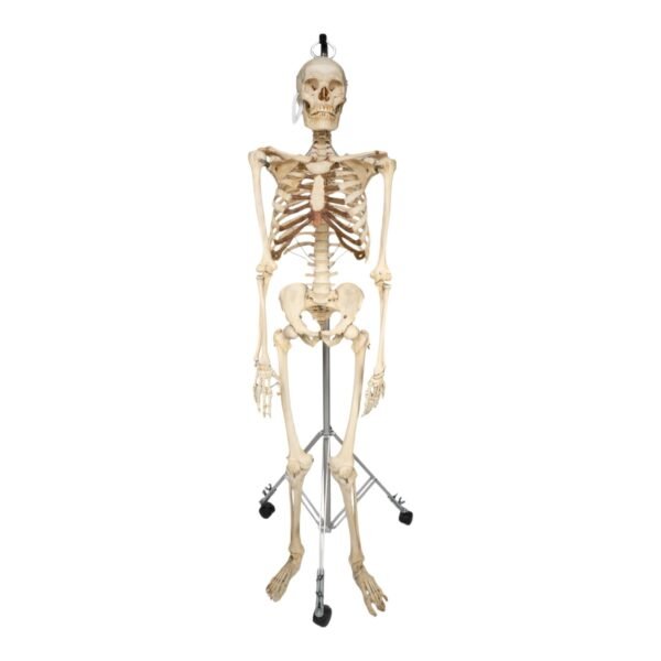 Skeleton - Articulated

30237