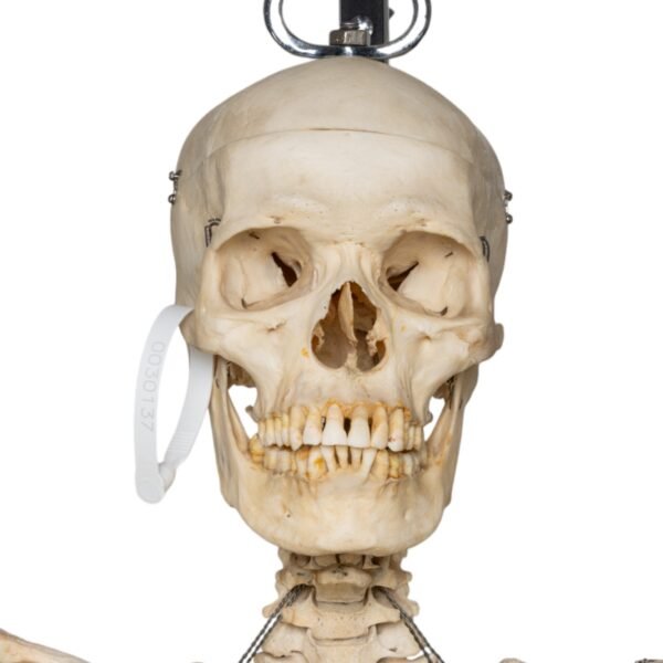 Skeleton - Articulated

30237 - Image 5