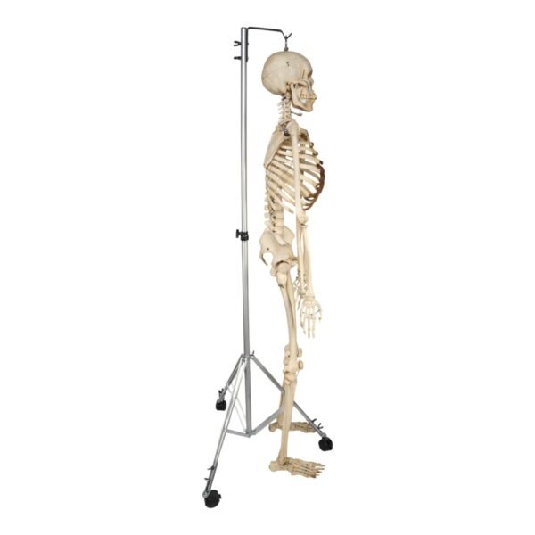 Skeleton - Articulated

30237 - Image 2