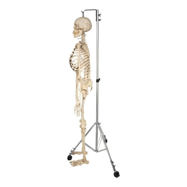 Skeleton - Articulated

30237 - Image 3