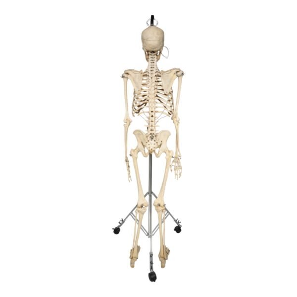 Skeleton - Articulated

30237 - Image 4
