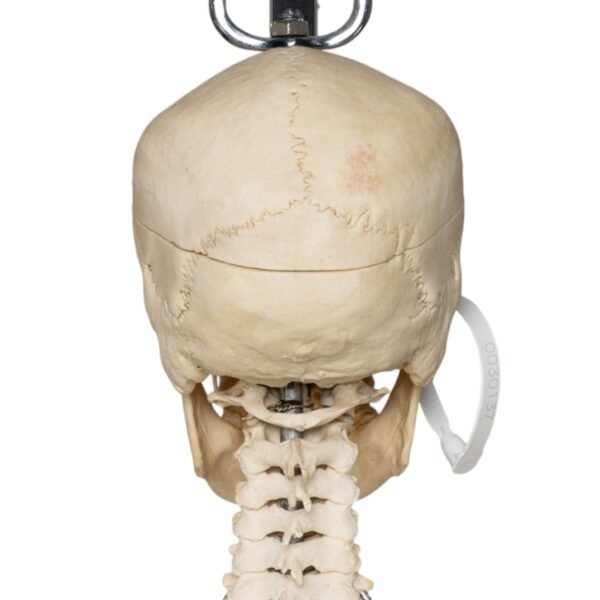 Skeleton - Articulated

30237 - Image 6