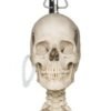 Skeleton - Articulated - Image 5