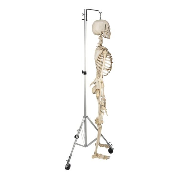 Skeleton - Articulated - Image 2