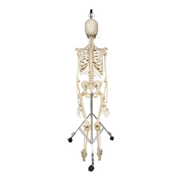 Skeleton - Articulated - Image 4