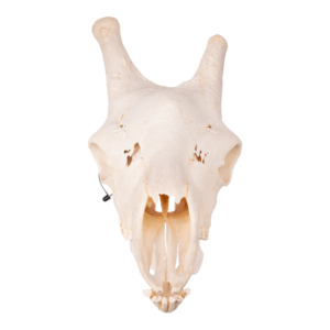 Real Southern Giraffe Skull - Male 29604