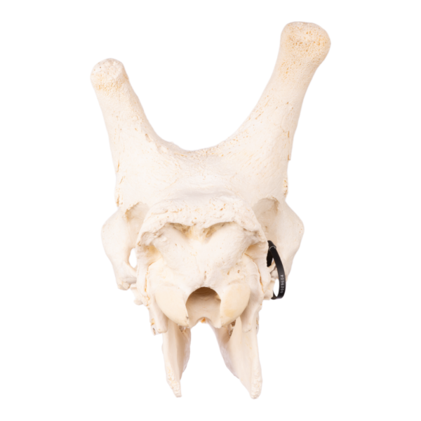 Real Southern Giraffe Skull - Male 29604 - Image 4