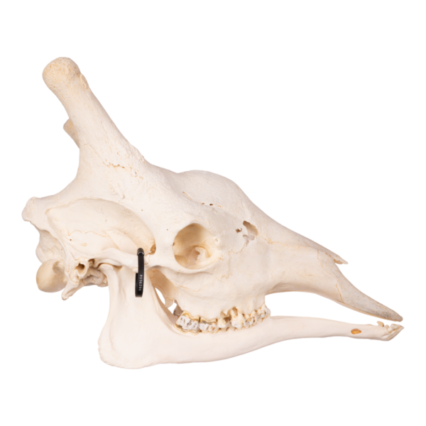 Real Southern Giraffe Skull - Male 29604 - Image 2