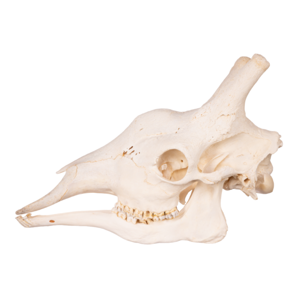 Real Southern Giraffe Skull - Male 29604 - Image 3