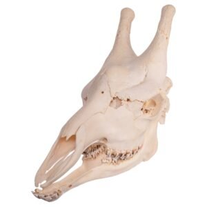 Real Southern Giraffe Skull
10019-M-B
