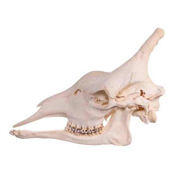 Real Southern Giraffe Skull
10019-M-B - Image 2