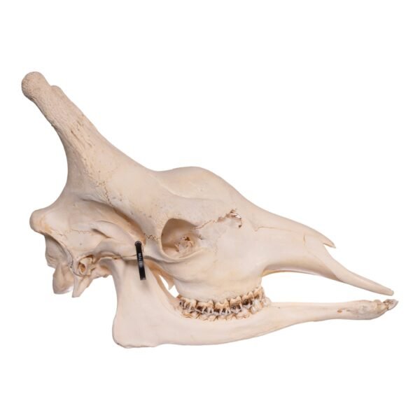 Real Southern Giraffe Skull
10019-M-B - Image 3