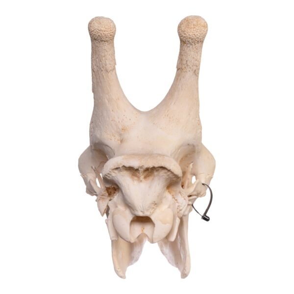 Real Southern Giraffe Skull
10019-M-B - Image 4
