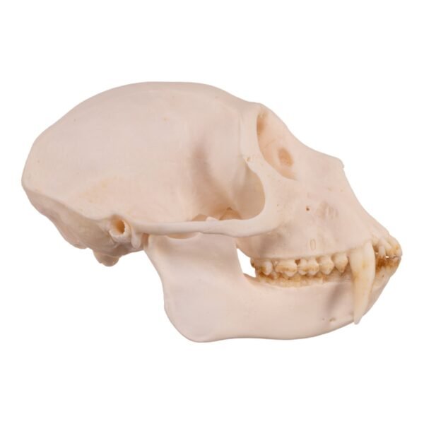 Greater Spot-nosed Monkey Skull - Male

31097 - Image 3