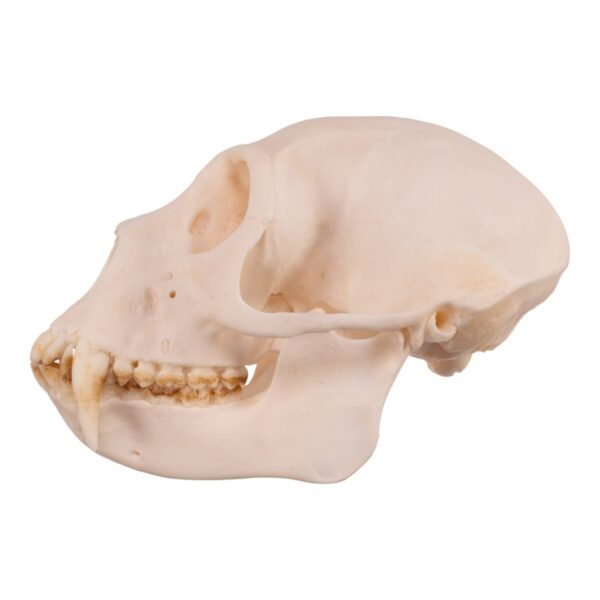 Greater Spot-nosed Monkey Skull - Male

31097 - Image 2