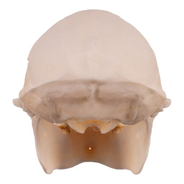 Greater Spot-nosed Monkey Skull - Male

31097 - Image 4