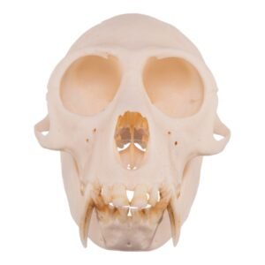 Greater Spot-nosed Monkey Skull - Male

31097