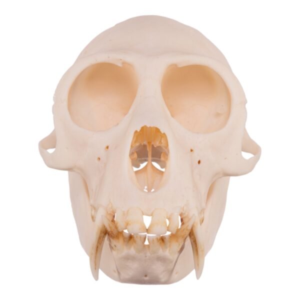 Greater Spot-nosed Monkey Skull - Male

31097