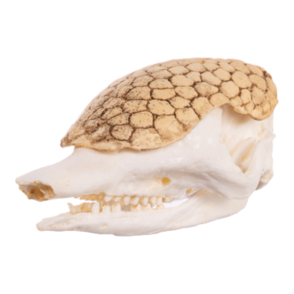 Replica Nine-banded Armadillo Skull
TQ-010