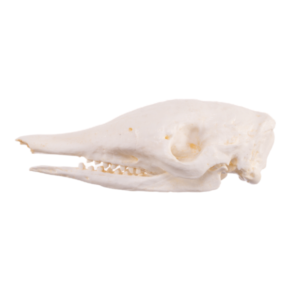 Replica Nine-banded Armadillo Skull
TQ-010 - Image 3