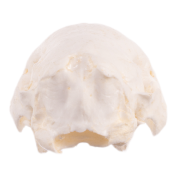 Replica Nine-banded Armadillo Skull
TQ-010 - Image 4